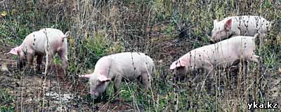 Сельское хозяйство в Восточном Казахстане, свиноводство, поросята