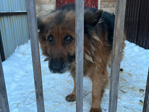 Пёс, который служил на границе, оказался в приюте для животных в Усть-Каменогорске