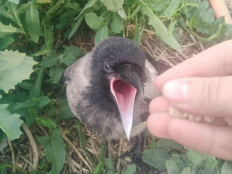 В Усть-Каменогорске в «хорошие руки» пристраивают ворону