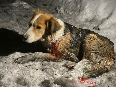 В ВКО полиция разыскивает неизвестного, стрелявшего в бездомную собаку