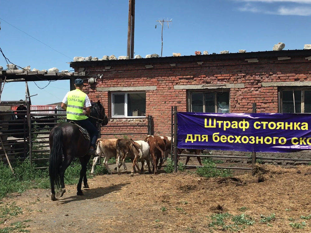 В ВКО сельхозживотных, которые находятся без присмотра, могут отправить на штрафстоянку