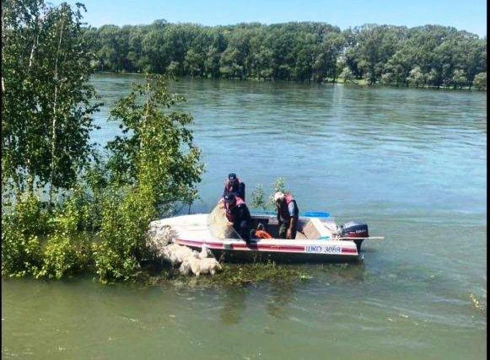 В ВКО спасатели пришли на помощь козам (видео)