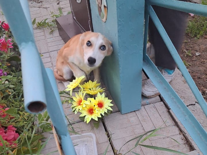 В Усть-Каменогорске обнаружили собаку, которая живёт на могиле на православном кладбище