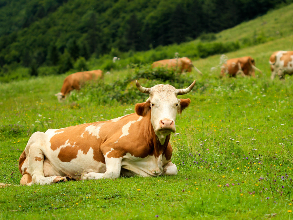 В ВКО почти четверть поголовья коров оказалась «мёртвыми душами»