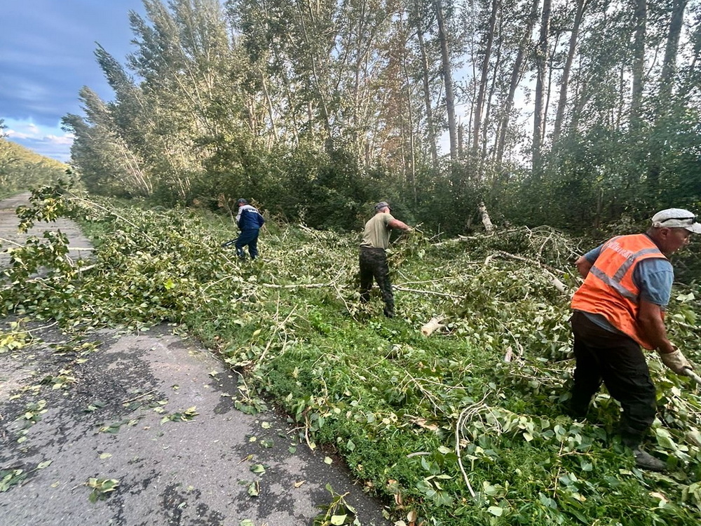 На трассе Усть-Каменогорск – Бобровка повалило деревья