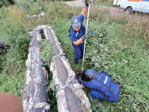 В Усть-Каменогорске собака упала в открытый коммунальный колодец