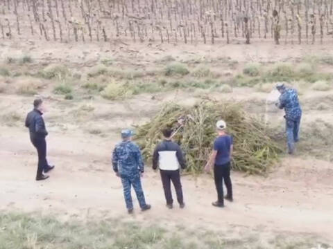 Полицейские с помощью дрона обнаружили дикорастущую коноплю возле Шульбинска