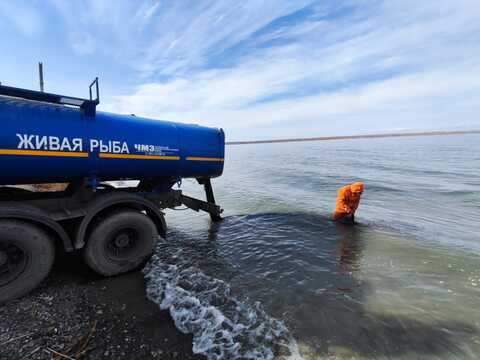 В Бухтарминское водохранилище выпустили 200 тысяч сеголеток сазана