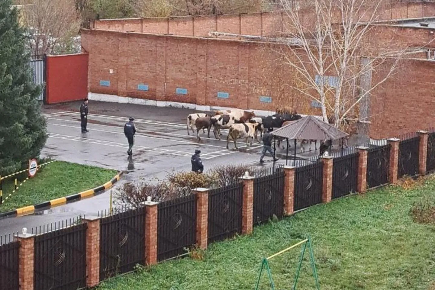 В Уланском районе увеличилось количество бродячих… коров и, как следствие, ДТП