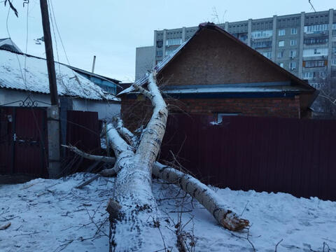 В Усть-Каменогорске ветром повалило деревья